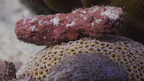 Close-up-of-Flower-Urchin-with-large-piece-of-rubble-as-camouflage-in-Koh-Tao,-Thailand