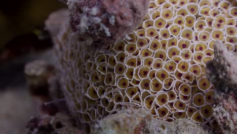 Close-up-of-Flower-Urchin-in-Koh-Tao,-Thailand