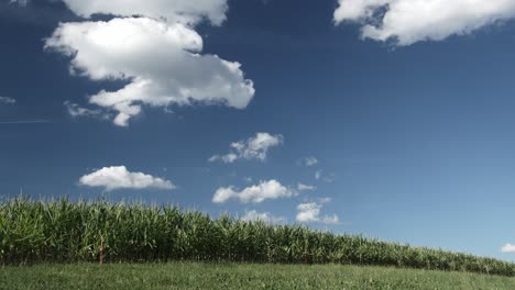 Ein-Maisfeld-Zeitraffer-Mit-Wolken-Am-Himmel