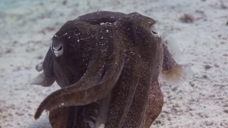 Cuttlefish-closeup-moving-sideways-facing-camera,-close-to-sandy-bottom-in-Phuket,-Thailand