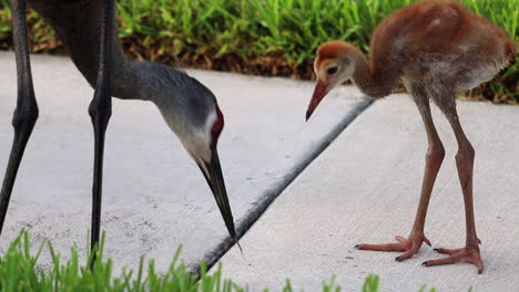 Mother-sandhill-crane-feeding-juvenile-sandhill-crane