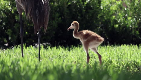 Baby-Sandhill-Crane-following-mother-in-afternoon-sun