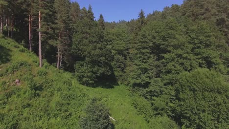 Coniferous-Forest-In-A-Hilly-Area