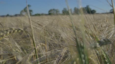 Nahaufnahme-Des-Landwirtschaftlichen-Getreidefeldes-An-Einem-Sonnigen-Sommertag