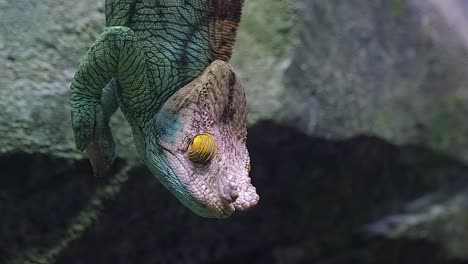 Close-Up-On-The-Head-Of-Parson's-Chameleon-Hanging-From-The-Tree-Branch