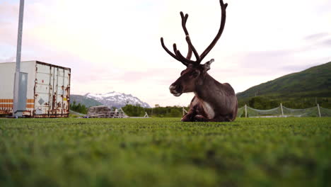 Reindeer-chilling-on-a-football-field