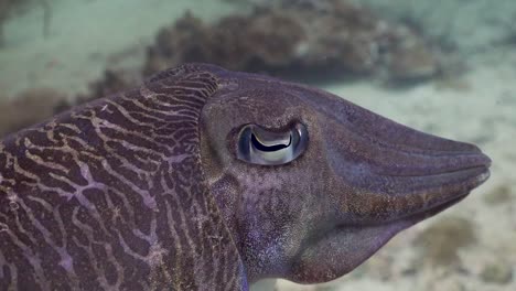 Cuttlefish-closeup-shot-of-head-and-eyes-in-Phuket,-Thailand