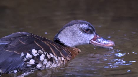 Closeup-View-Of-A-Spotted-Whistling-Duck-Drinking-From-The-Pond---Slowmo