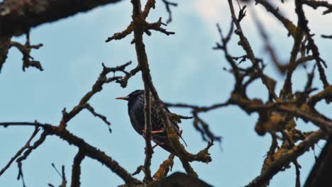 Starling-Bird-On-An-Apple-Tree-Branch-Without-Leaves-1