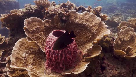 Damselfish-swimming-around-Barrel-sponge-in-center-of-plate-coral-on-Koh-Tao,-Thailand