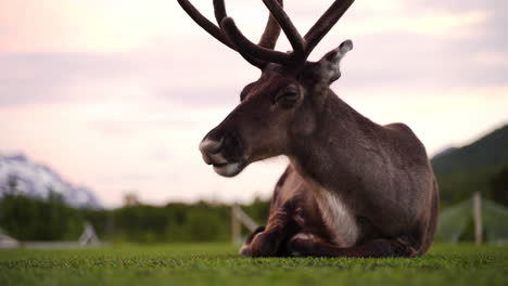 Reindeer-chewing-on-some-grass-in-the-midnight-sun