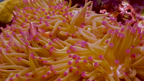 Pink-Anemonefish-closeup-in-anemone-on-Koh-Tao,-Thailand