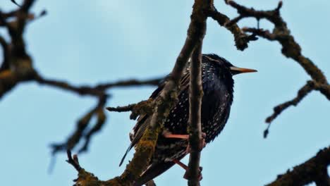 Starling-Bird-On-An-Apple-Tree-Branch-Without-Leaves