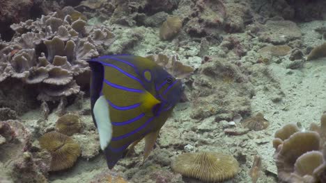Blue-Ring-Angelfish-Schwimmt-Weg-Und-Dreht-Sich-In-Richtung-Kamera-In-Koh-Tao,-Thailand