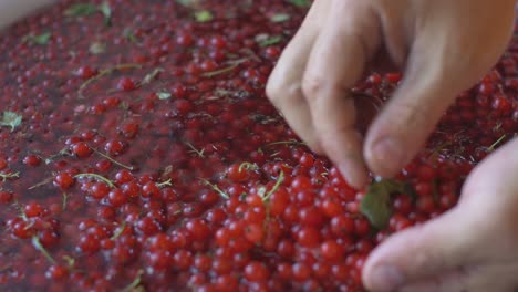 Hand-Washed-Red-Currant-Berry-Harvest