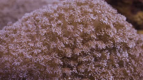 Soft-coral-close-up-of-polyps-in-Koh-Tao,-Thailand