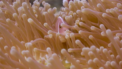 Pink-Anemone-fish-close-iup-in-an-anemone-on-Koh-Tao,-Thailand