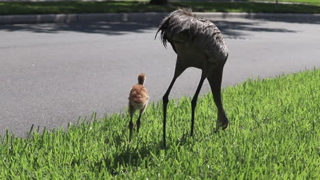 Young-baby-sandhill-crane-with-mother-looking-for-food