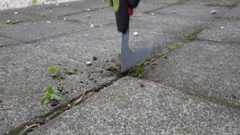 Removing-stubborn-weeds-between-paving-stones-with-a-gardening-tool