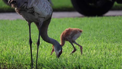 Mother-sandhill-crane-feeding-baby-sandhill-crane