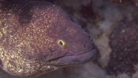 Moray-Eel-close-up-shot-with-cleaner-fish,-in-Phuket,-Thailand