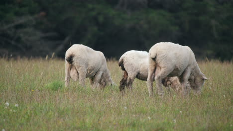 Schafe-Grasen-Zusammen-Auf-Der-Koppel