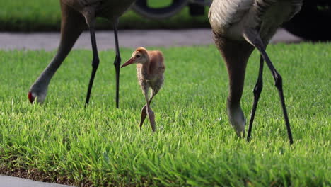 Mother-Sandhill-Crane-feeding-juvenile-food