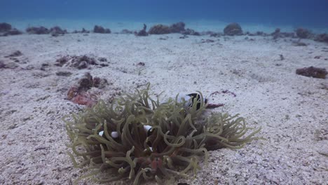 Sattelrücken-anemonenfischfamilie-Auf-Kleiner-Anemone-Im-Sand-Bei-Koh-Tao,-Thailand