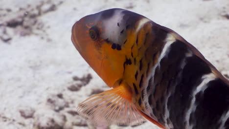 Red-Breasted-Wrasse-swimming-over-sand-and-spitting-out-clam-shell-at-Koh-Tao,-Thailand