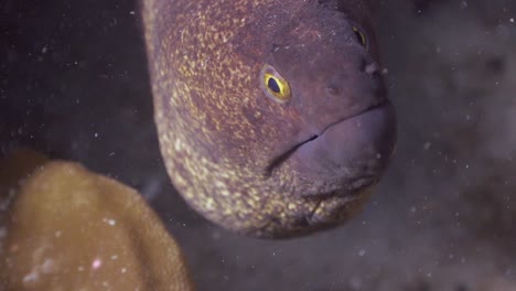 Moray-Eel-close-up-shot-with-cleaner-fish,-in-Phuket,-Thailand-1
