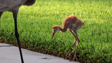 Baby-sandhill-crane-eating-from-mother's-beak