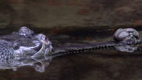 Indische-Gharial-Krokodile---Köpfe-über-Wasser---Raubtiere-Auf-Der-Lauer---Zeitlupe
