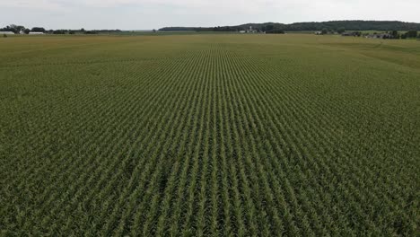 Antenne-über-Den-üppig-Grünen-Kultivierten-Maispflanzen,-Die-In-Linearem-Muster-Angeordnet-Sind,-Auf-Feldern-In-Ländlicher-Umgebung