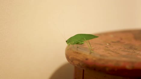A-Tettigoniidae,-also-known-as-katydids,-or-bush-crickets,-or-esperanca,-jumps,-walks-crawls,-moves-around-the-house-1