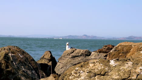 Steady-shot-of-a-Northern-California-Seagull-sitting-on-the-rocks-on-the-shores-of-San-Franciso-Bay