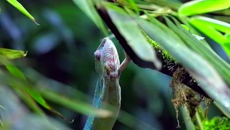 Panther-chameleon-climbing-vertically-up,-close-up-shot