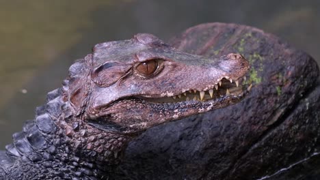 Close-Up-Of-African-Dwarf-Crocodile---Sliding-Shot