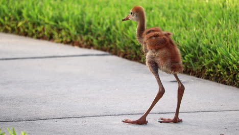 Baby-Sandhill-Crane-shakes-water-off-of-feathers