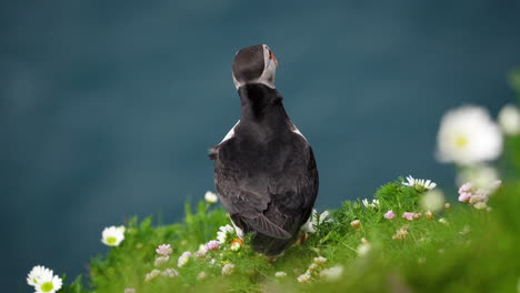 Curious-Puffin-standing-in--the-wind