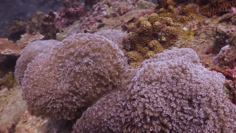 Soft-Coral-colony-wide-to-close-shot-on-Koh-Tao,-Thailand
