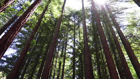Standbildvideo-Von-Ruhigen-Baumwipfeln-In-Redwood-Wäldern