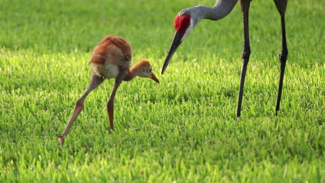 Baby-sandhill-crane-runs-to-eat-food