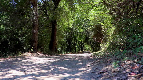 Still-shot-of-a-quiet-trail-in-Saratoga-Redwoods-in-Northern-California-on-a-hot-summer-afternoon