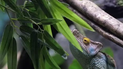 Parson's-Chameleon-Shooting-Its-Tongue-Out-To-Catch-A-Prey-On-The-Tree-Branch