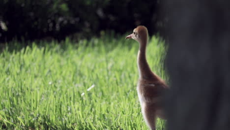 Baby-Sandhill-Crane-revealed-from-behind-tree