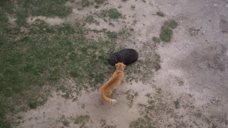 Braune-Katze-Dominiert-Gegen-Schwarze-Katze
