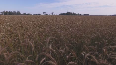 Grain-Agricultural-Crop-Field