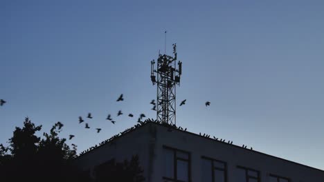 Am-Späten-Abend-Fliegen-Verängstigte-Vögel-Vom-Dach-Des-Gebäudes-Und-Der-Metallerhebungen-Und-Des-Kommunikationsturms