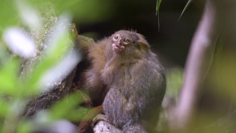 A-Pair-Of-Marmoset-Monkey-Or-Zaris-Grooming-Each-Other,-Shot-Thru-Some-Plants-In-The-Forest