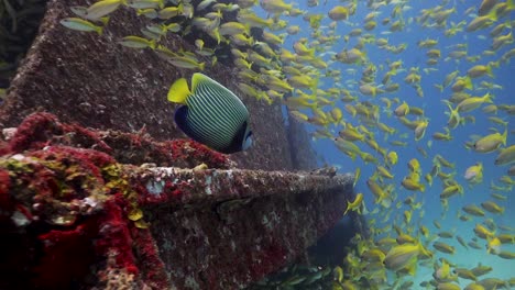 School-of-Yellow-Tail-Snapper-swimming-around-a-single-Emperor-Angelfish-on-the-outside-of-a-shipwreck-in-Phuket,-Thailand